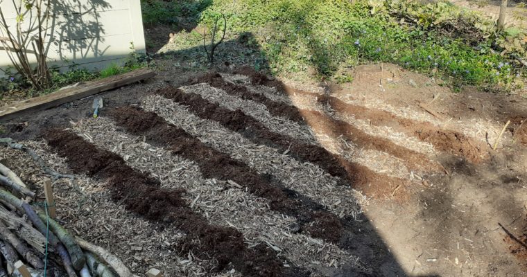 week 14  in de moestuin